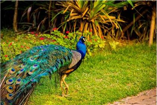 MINI ZOO - PAVÃO.jpg