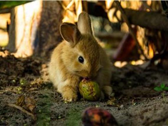 MINI ZOO - COELHO.jpg