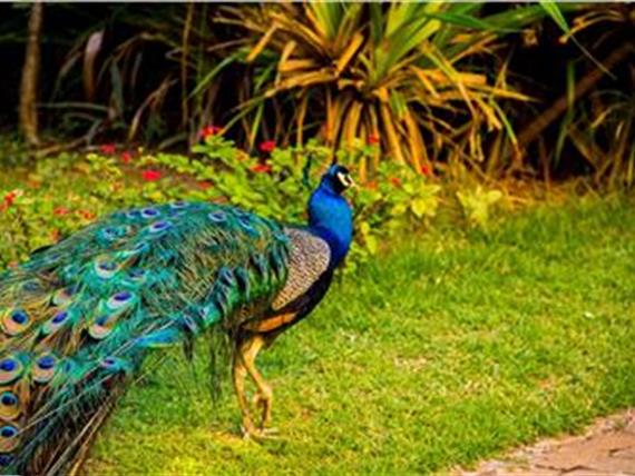 MINI ZOO - PAVÃO.jpg