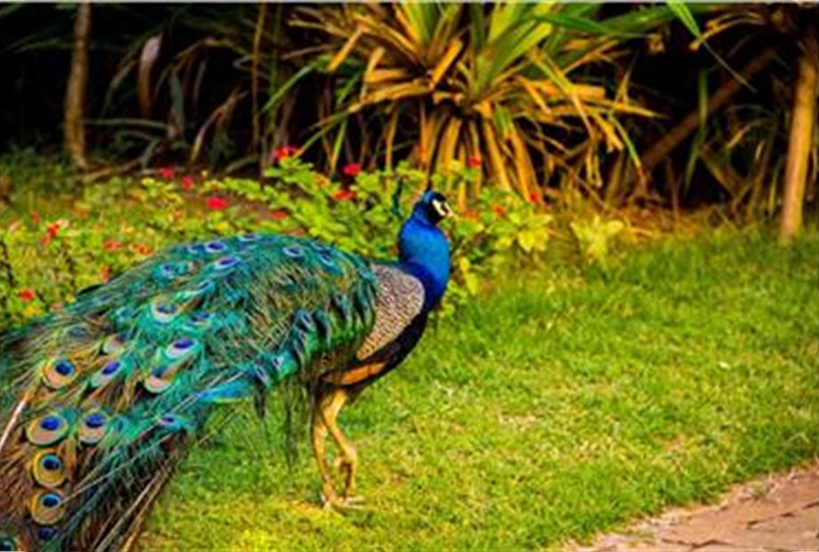 MINI ZOO - PAVÃO.jpg